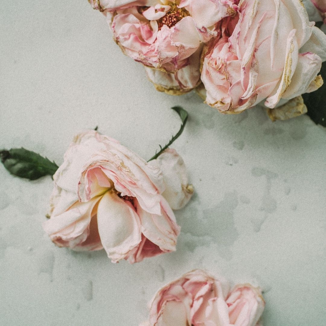 martwe róże na zaduszki