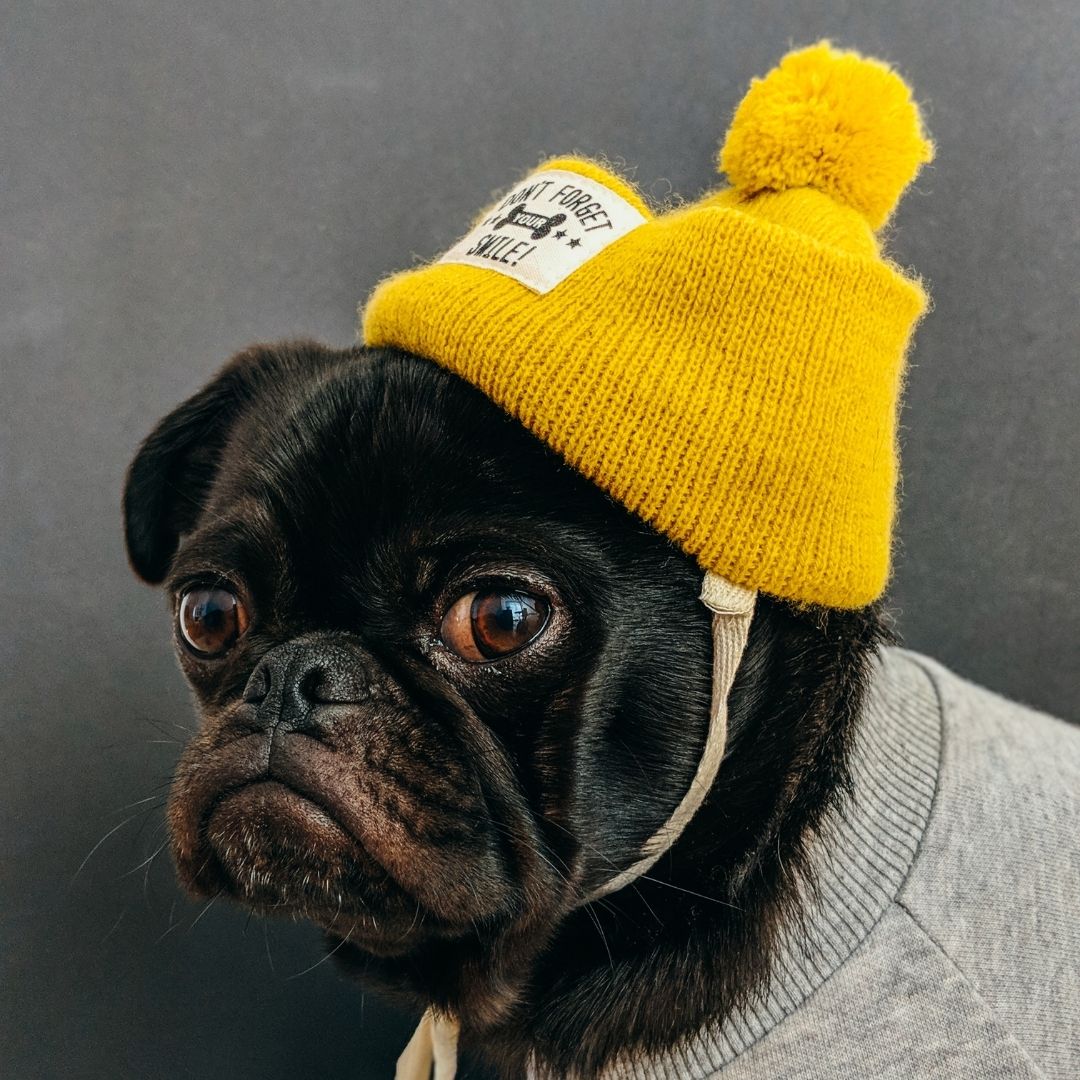Pies w żółtej czapce