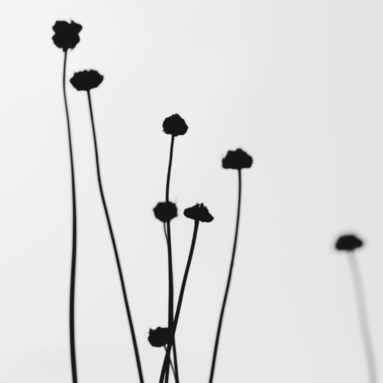 Czarne kwiaty