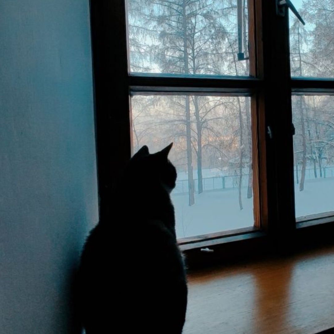 czarny kot siedzi na parapecie i wygląda przez okno