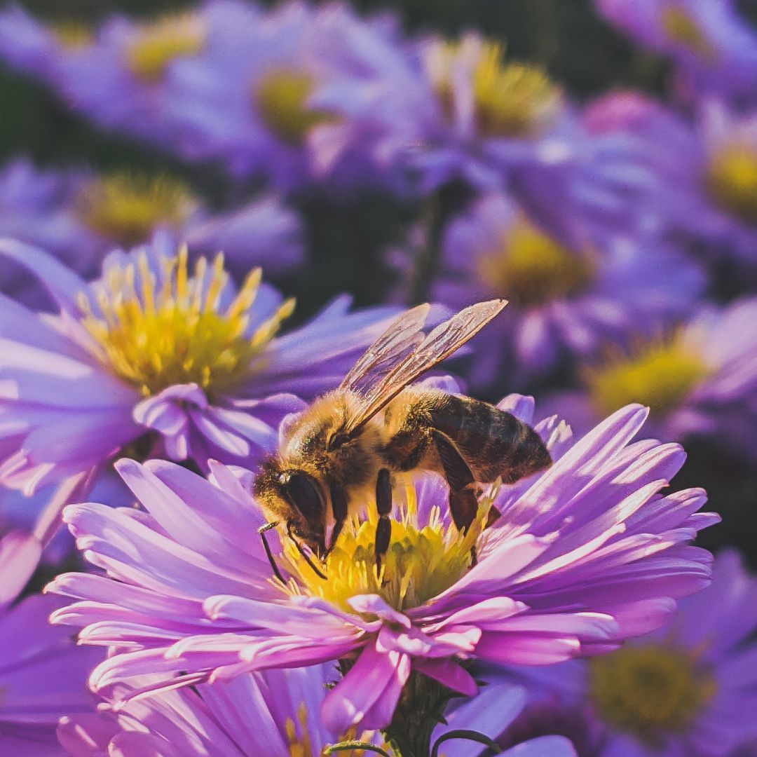 miodna pszczoła na fioletowym kwiecie