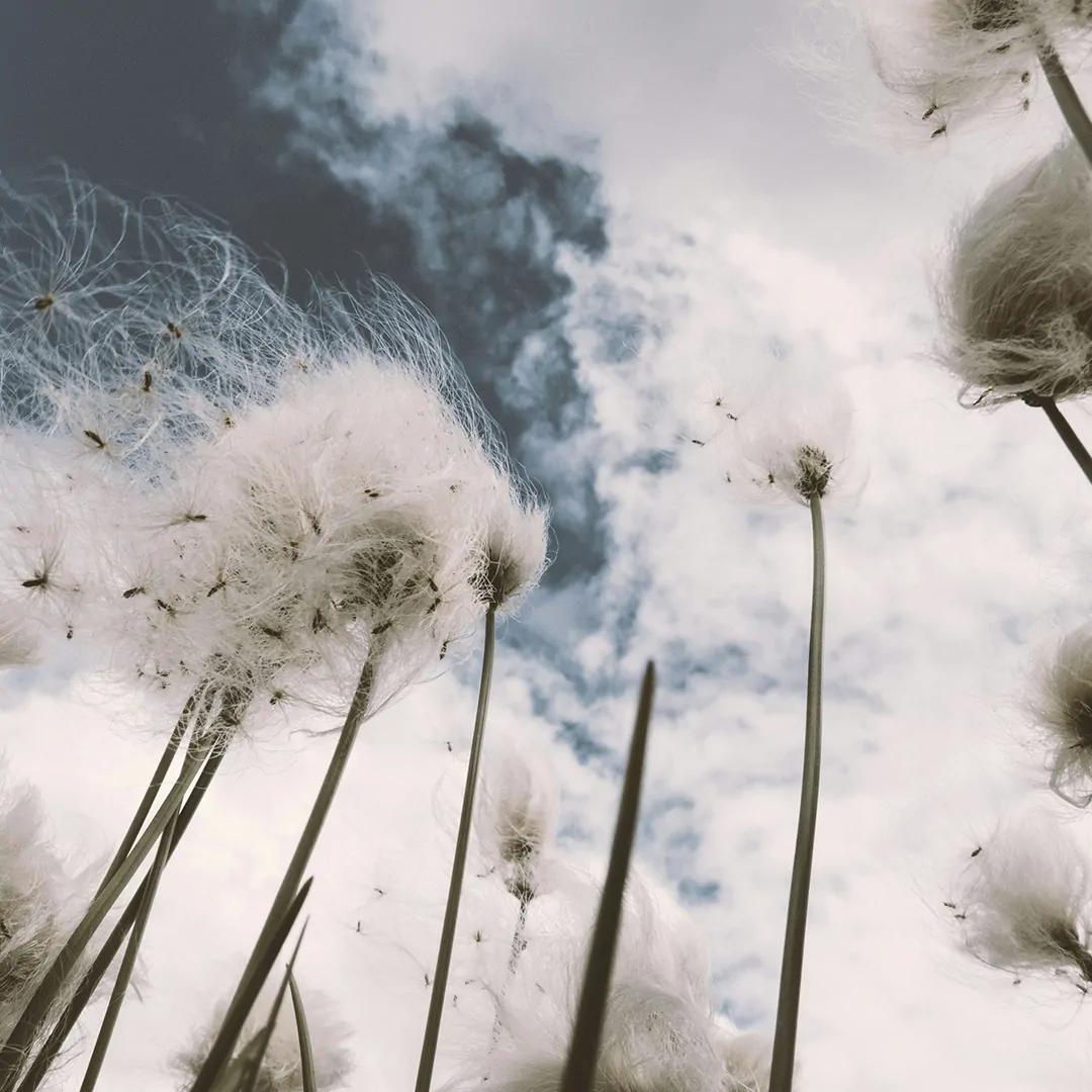 Dmuchawce na tle nieba