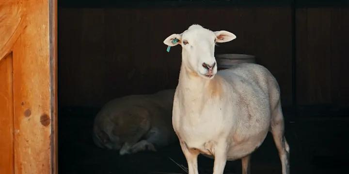 Podstęp łagodnej owcy