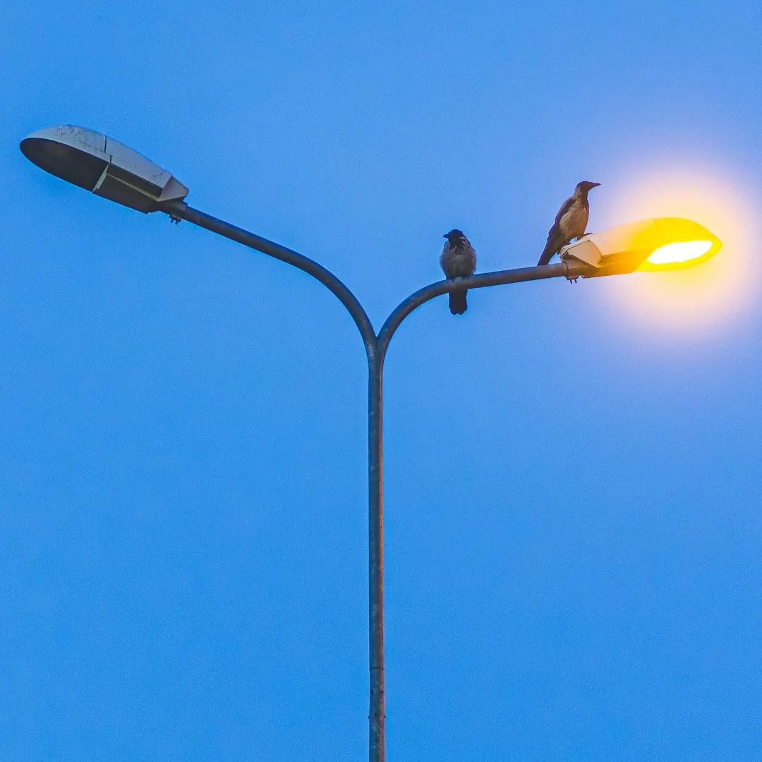 Ptaki siedzące na świecącej lampie ulicznej